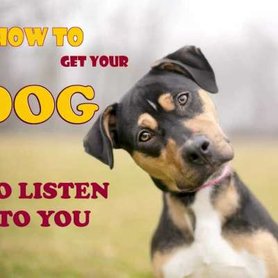 how to get your dog to listen to you Profile Picture
