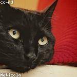 Natasha Crona