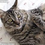Lenore Altenwerth