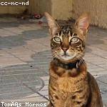 Clementina Jast