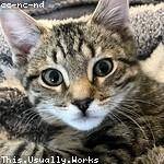 Jermain Runolfsdottir