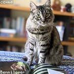 Benedict Nicolas