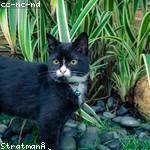 Henriette Bartoletti