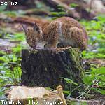 Chance Ratke