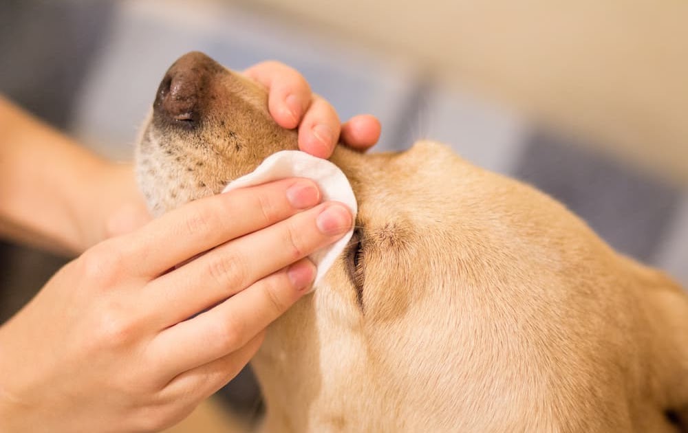 The Curious Mind: A Beginner's Guide to Pet Eye Stain Removers