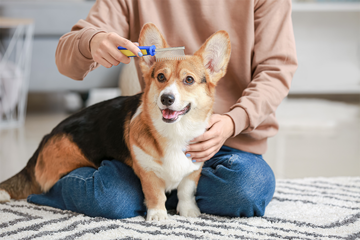 Dog Grooming Supplies Every Pet Owner Should Have | Available Online