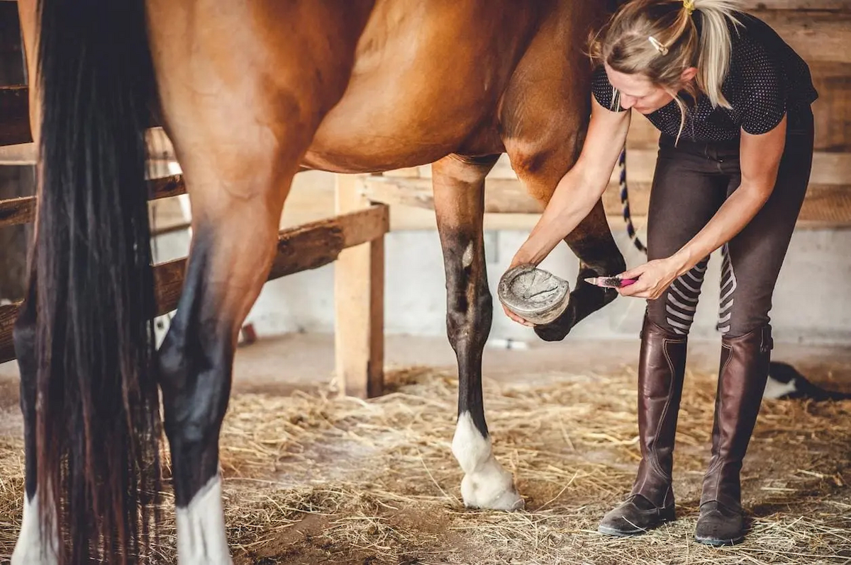 3 Common Horse Hoof Problems and Solutions – Voices of everything