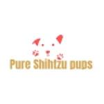 Pure shih Tzu pups