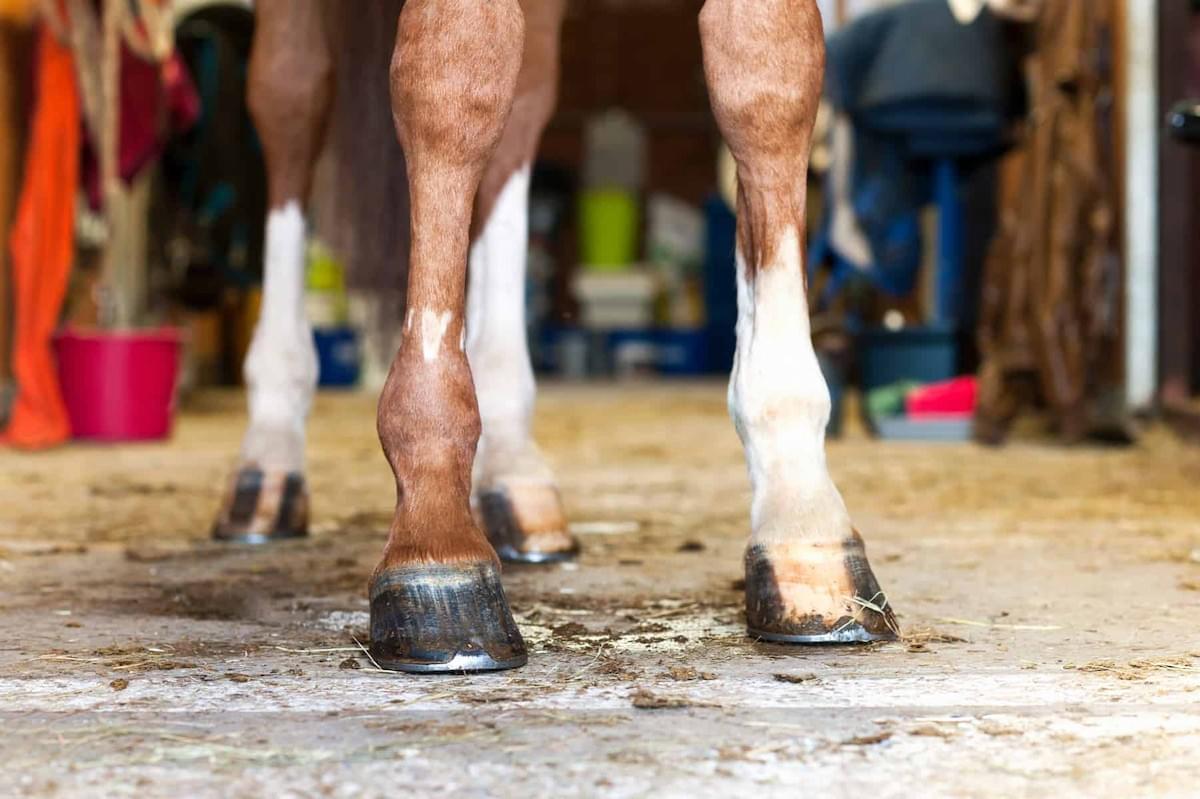 Farrier Tool Essentials for Optimal Horse Hoof Health
